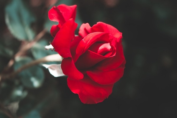 Mơ thấy hoa hồng đánh con gì may mắn? Mộng thấy hoa hồng là điềm gì?